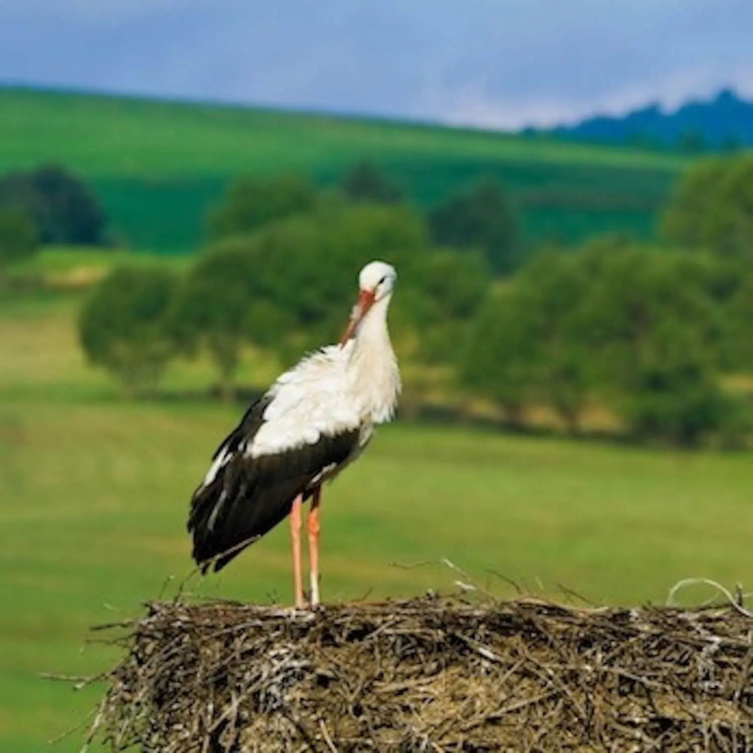Polen: Vermittlung von Nannies, Maternity Nurses und weiterem qualifiziertem Hauspersonal in den Privathaushalt. Deutschlandweit und international. N4YK – Agentur für Familienglück.