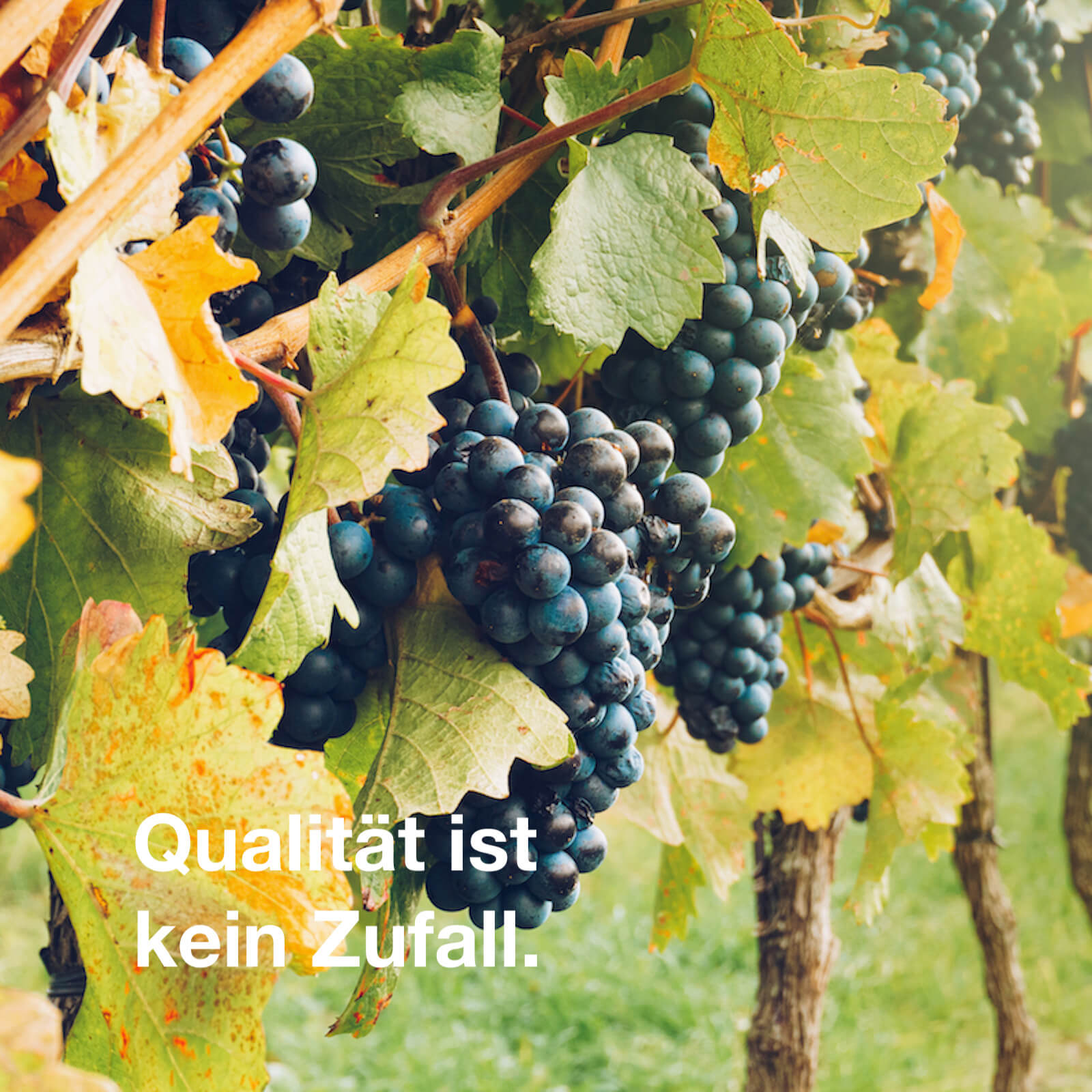 Qualität ist kein Zufall. Das gilt auch für die Auswahl der Nanny Agentur.